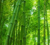 Asian Bond Past 1 year’s return up to 8.4%